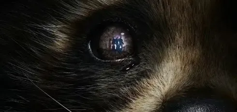 Le film Gardiens de la galaxie 3 : Aventure Cosmique et Émotions Fortes