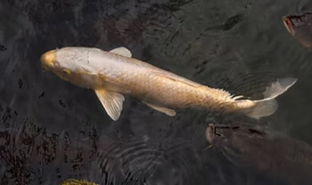 Deva Cassel - Photo 7